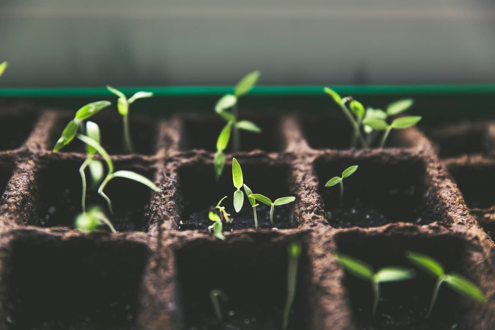 Building resilient feed supply chains in East Africa