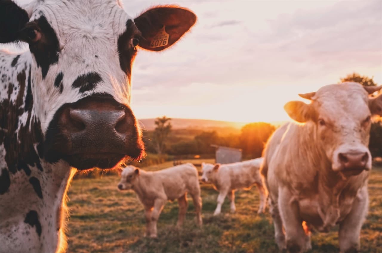 Breeding Livestock