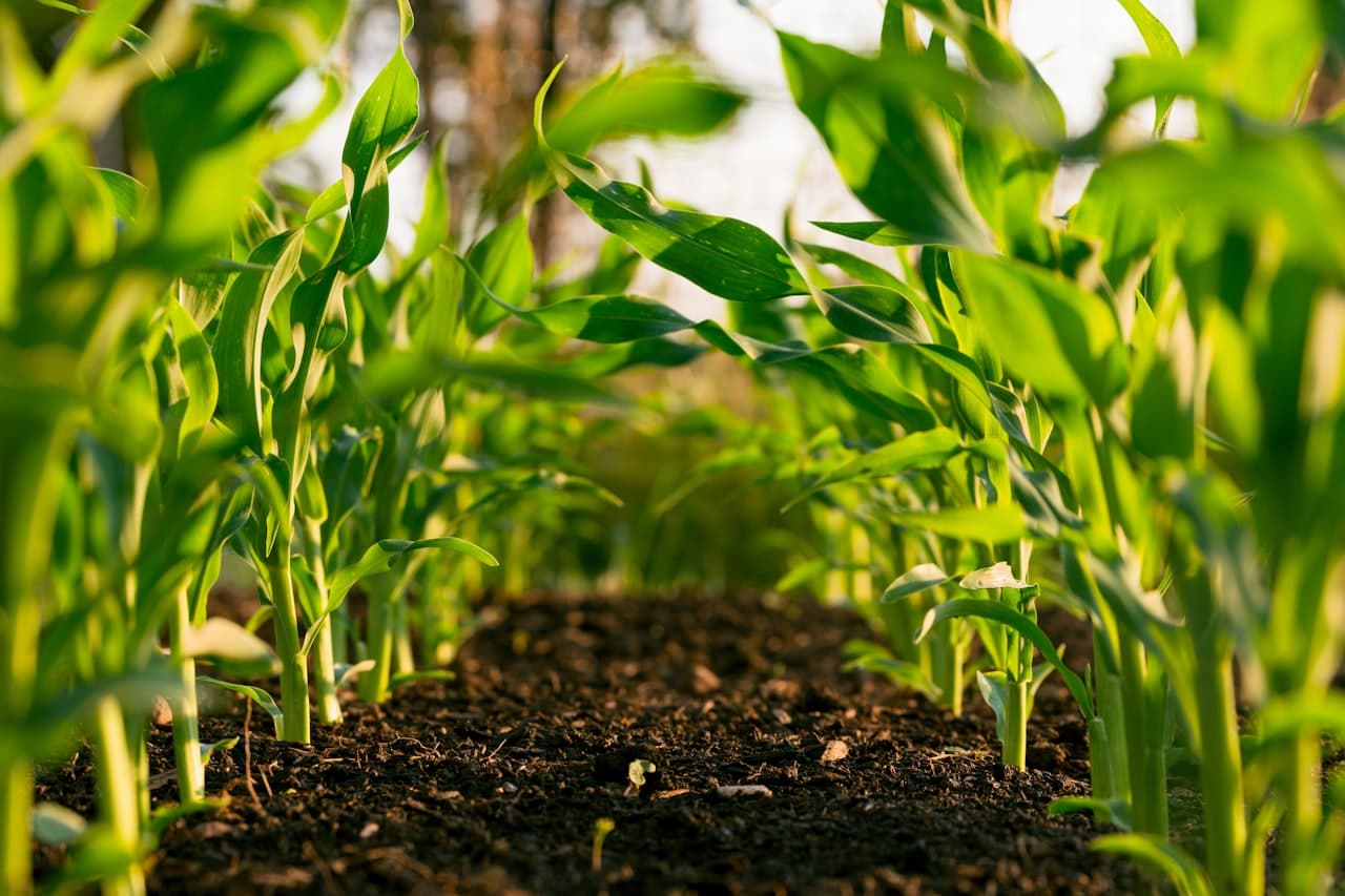 Empowering smallholders with modern inputs
