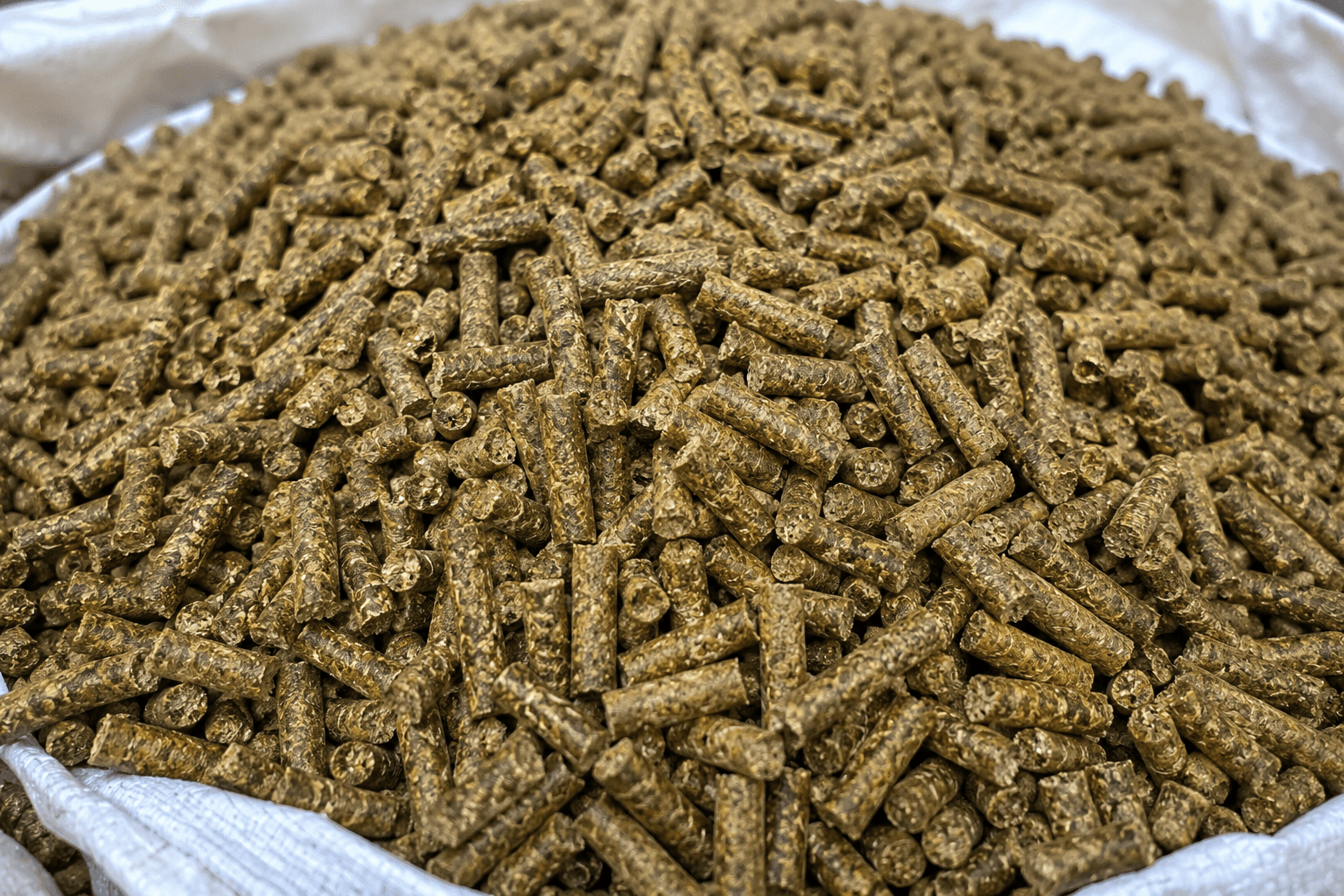 Export-Ready Cattle