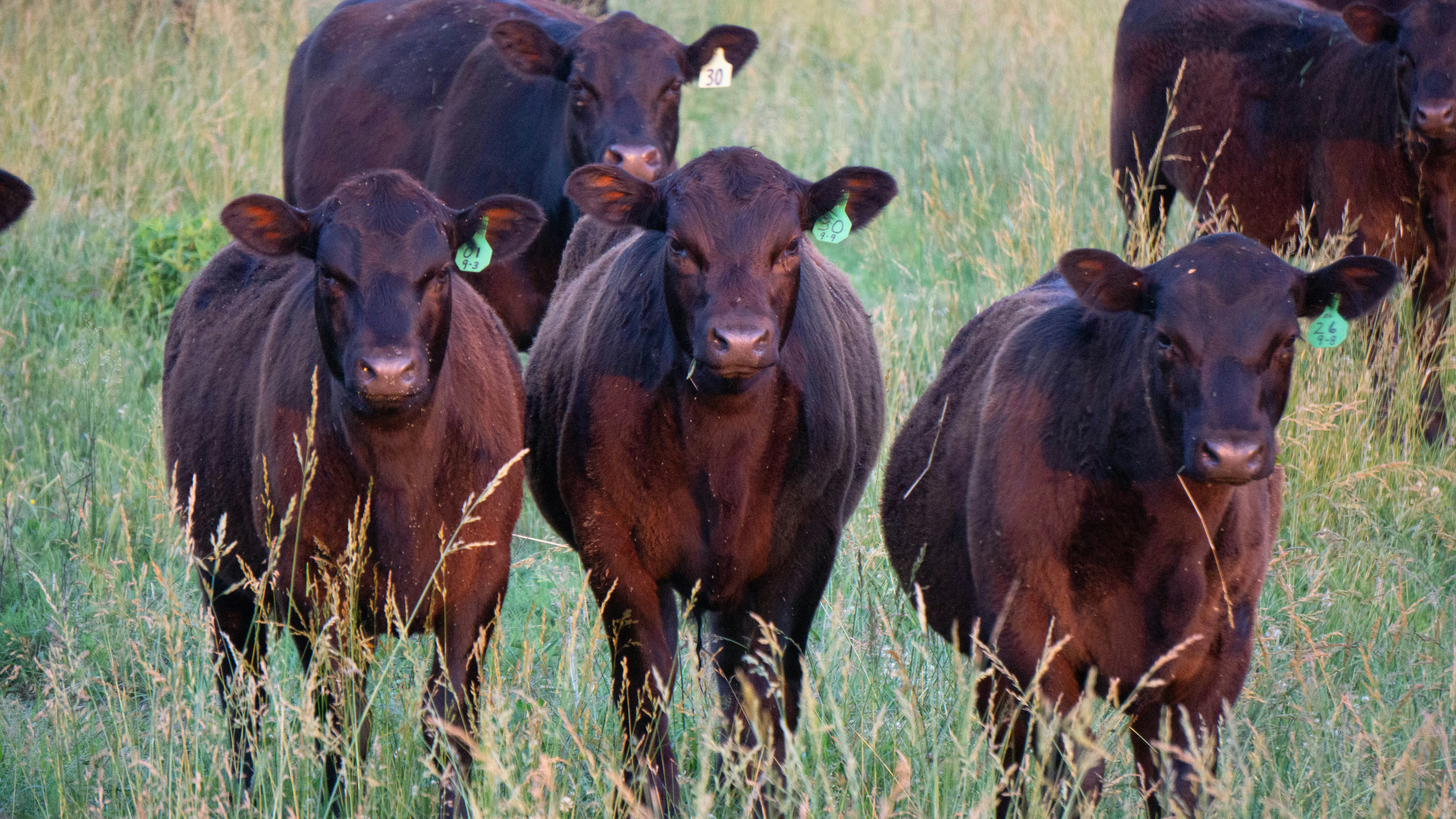 Sustainable Feed Solutions For The Future
