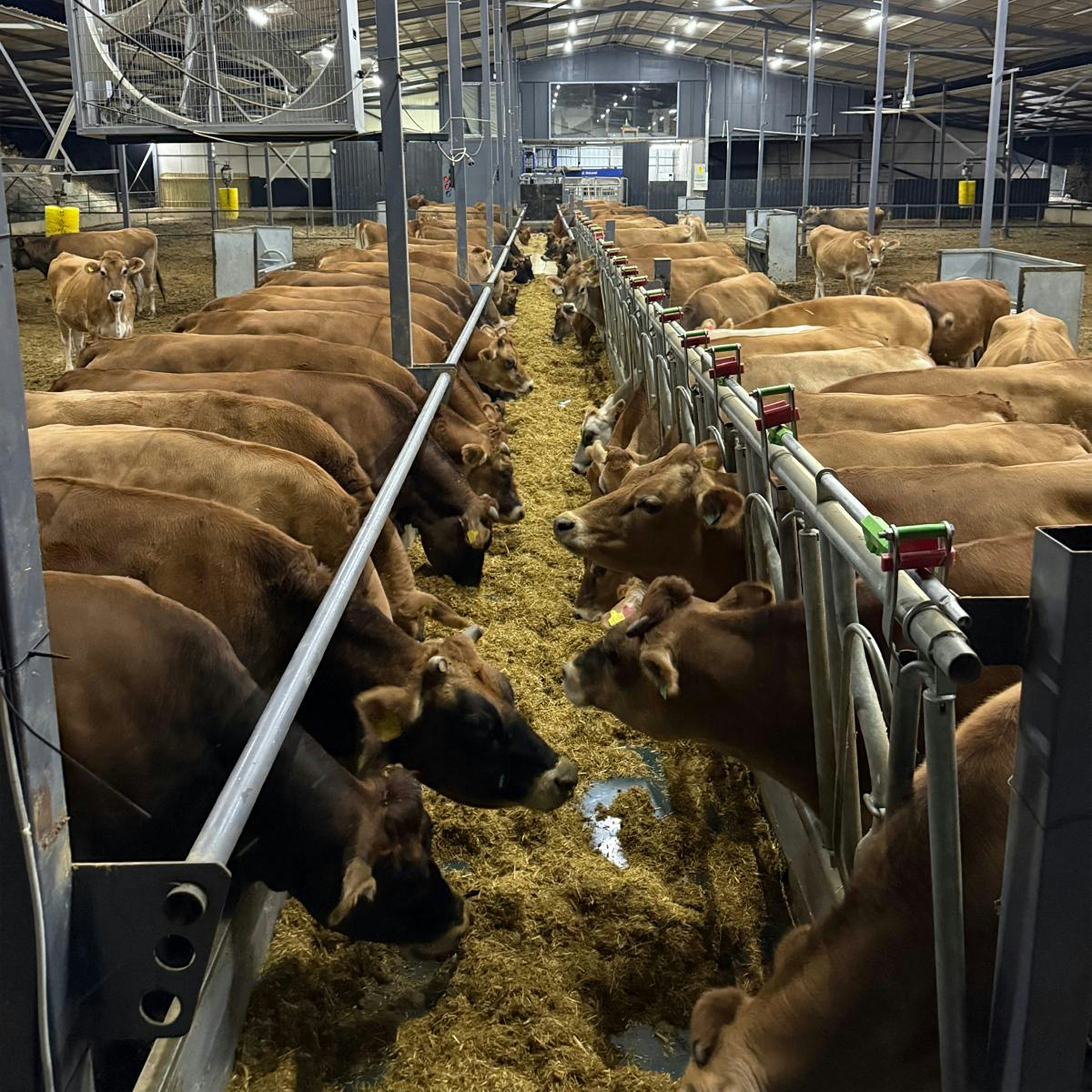 Advanced Animal Nutrition Technologies
