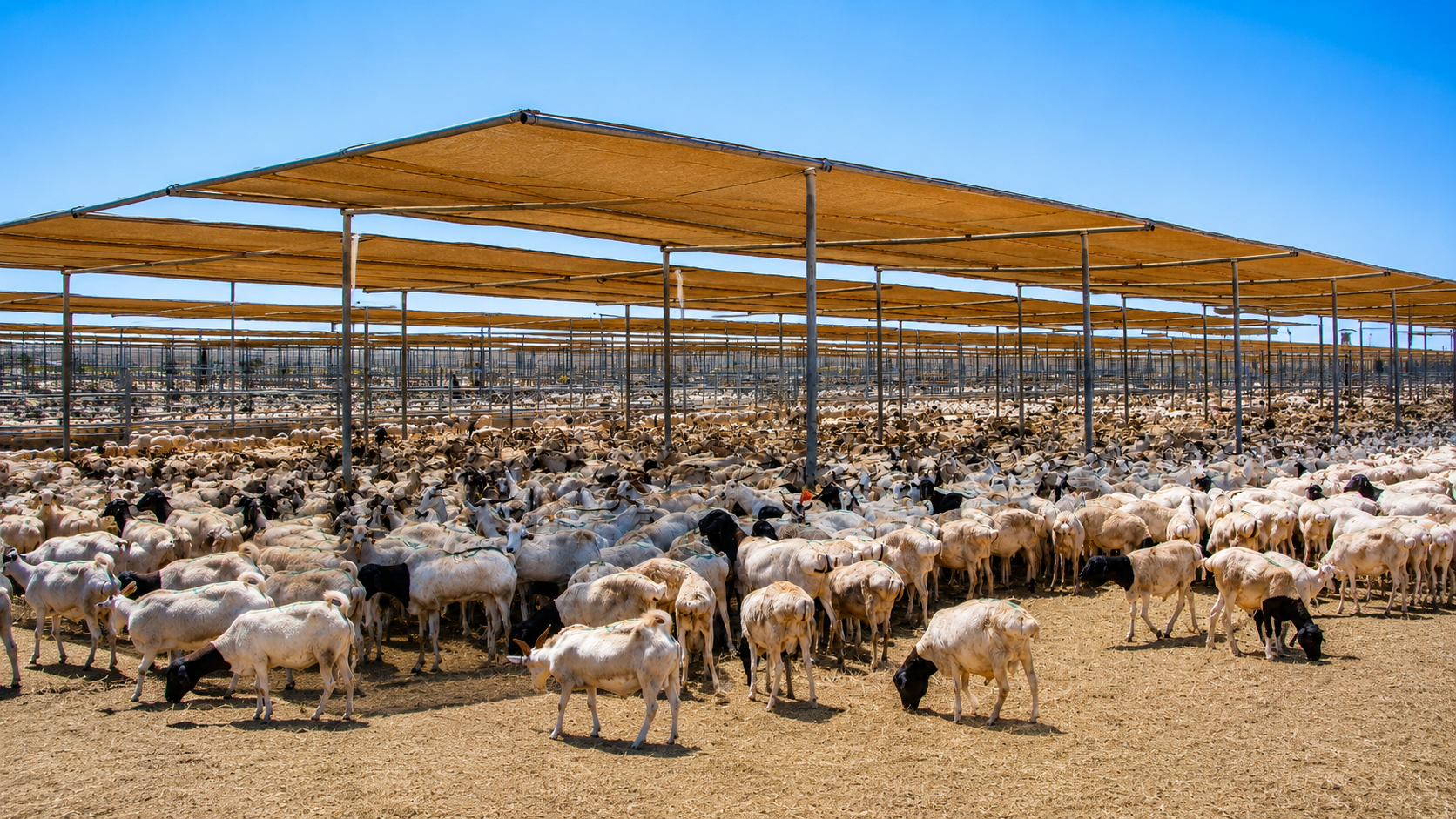 Export-Ready Goats & Sheep